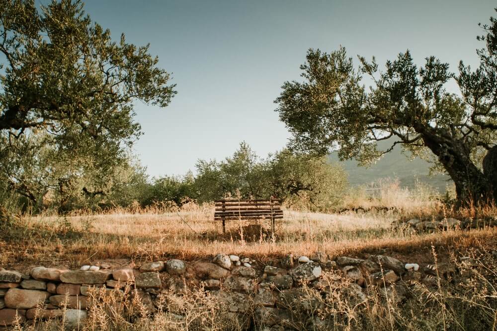 Olive Tree and bench